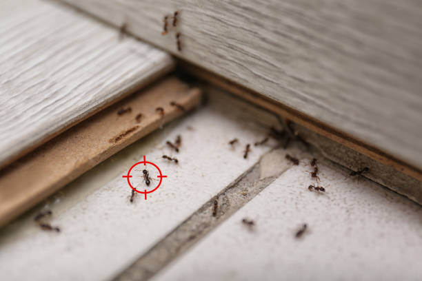 Best Pest Removal Services  in Woodsboro, TX
