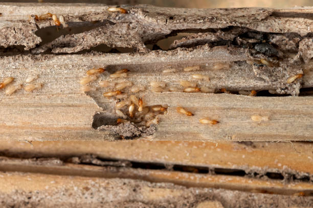 Best Pest Inspection Near Me  in Woodsboro, TX
